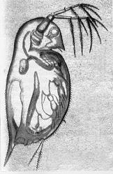 dafni.jpg (11734 bytes)