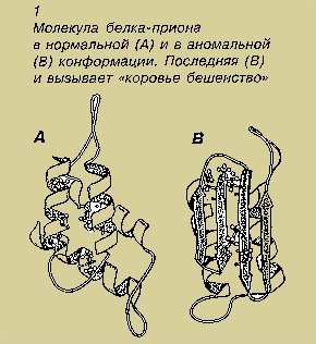 cow2a.jpg (26919 bytes)
